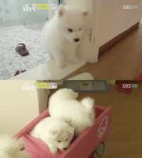 실검보고서, 사모예드, 총명하고 충직해 반려견으로 딱!