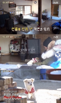 '삼시세끼' 옥택연, 강아지 밍키에 옷 선물 '앙증 맞아'