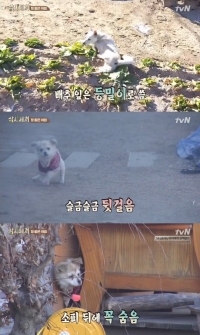 '삼시세끼' 밍키, 동네 개 해롤드 등장에 도망 '생애 첫 굴욕'
