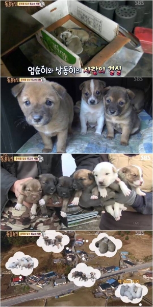 &#39;TV동물농장&#39;, 2016 송년특집 &#39;동물농장 최고의 사랑&#39; 공개