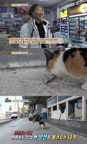 &#39;동물농장&#39; 4년째 횟집 가는 고양이母