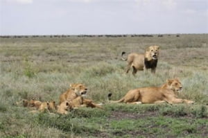 <라이온 퀸>│손석희가 들려주는 암사자 이야기