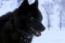 2011년 12월 29일, 오늘의 아웃사이더 <늑대 왕, 블랙 울프>