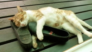 [10 CHOICE] 고양이 사진 보기