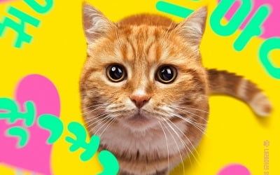 임수정 내레이션 '고양이 집사', 5월 개봉 확정…깜찍 티저 포스터