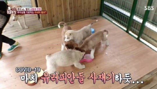 /사진=지난 5일 방송된 '동물농장' 캡처