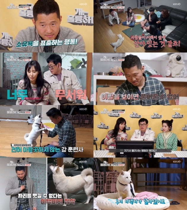 지난 13일 방송된 '개는 훌륭하다'/ 사진제공=KBS2