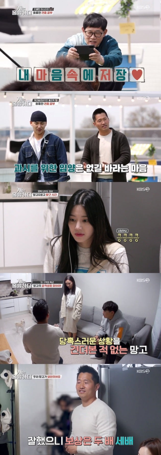 사진=KBS2 '개는 훌륭하다' 방송 화면.