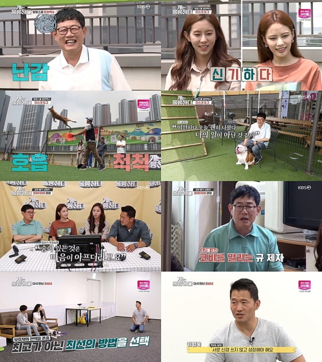 '개훌륭' 강형욱, 보더콜리 견주에 "상호작용 불가, 입양 보내라"