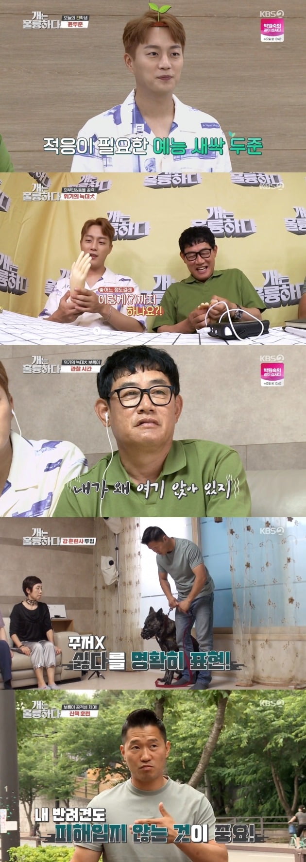 사진= KBS2 '개는 훌륭하다' 방송 화면.