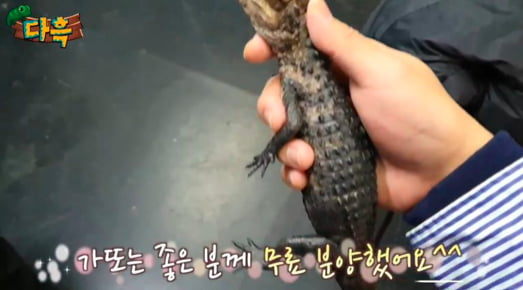 '파충류 찐덕후'라더니…"아웃사이더에게 분양한 악어 폐사" 주장 제기