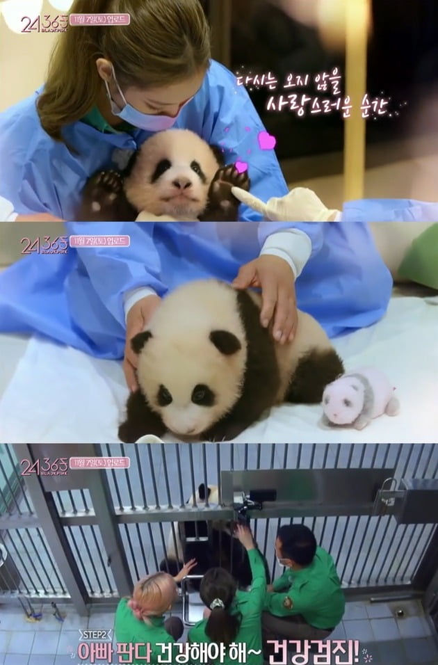 중국 네티즌들이 블랙핑크가 맨손으로 판다를 만져 판다의 건강을 위협했다고 지적했다. / 사진=블랙핑크 유튜브 영상 캡처