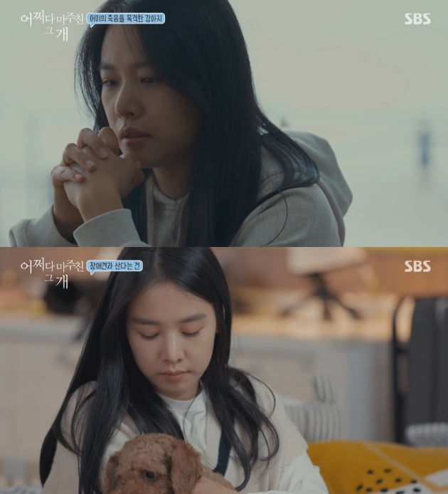 /사진=SBS '어바웃펫 어쩌다 마주친 그 개' 방송화면