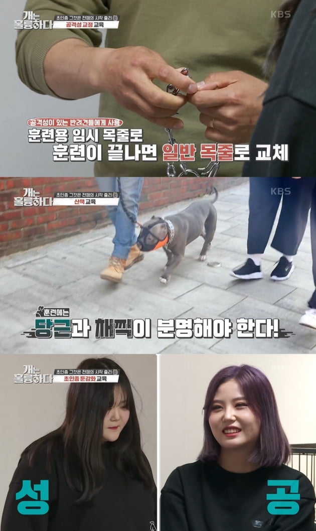 /사진=KBS2 '개는 훌륭하다' 방송화면