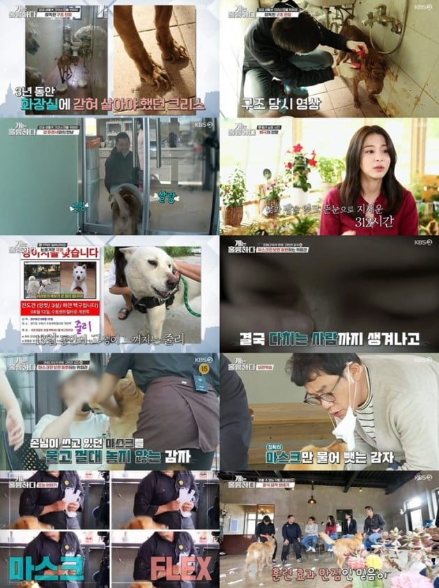 사진=KBS 2TV '개는 훌륭하다' 방송 캡처