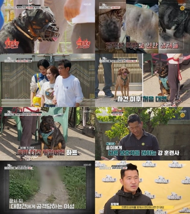 사진=KBS2 '개훌륭' 방송 화면.
