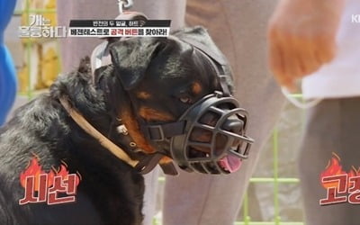 강형욱 "사람 숨지게 한 대형견, 지차체서 안락사 해야"('개훌륭')