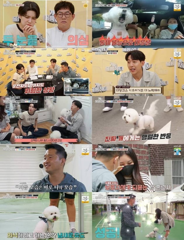 7일 방송된 '개훌륭'/ 사진=KBS2 제공