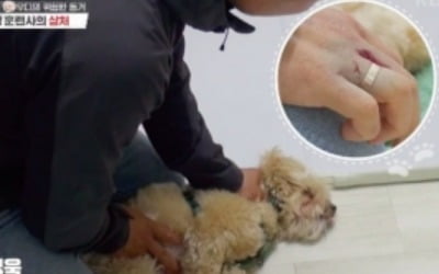 강형욱, "사람 해칠 수도"…역대급 맹견 말티푸 등장 ('개훌륭')[종합]