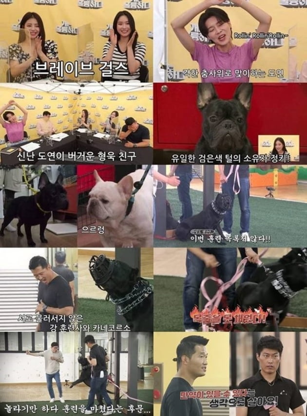 '개는 훌륭하다' / 사진 = KBS 제공