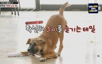 강형욱, 5개월 입질 버릇 성견까지 간다…'악마견' 성장 방지 트레이닝 공개 ('개훌륭')