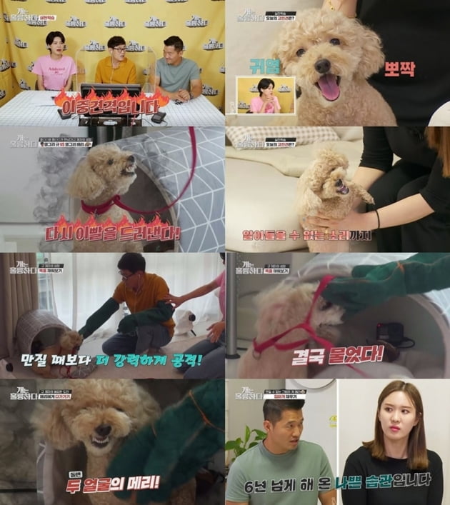 '개는 훌륭하다' / 사진 = KBS 제공