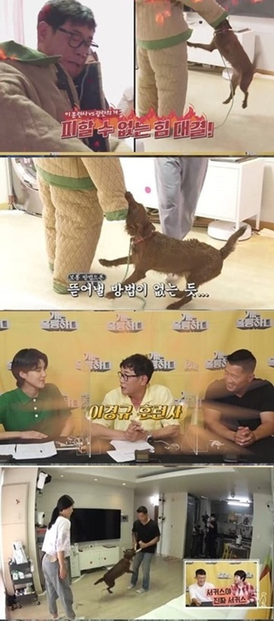 '개훌륭' 안락사 고민하던 광란의 犬 보리, 강형욱 훈련 후 안정 "괜찮은 개다" [종합]