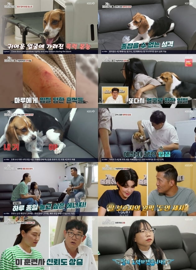 '개는 훌륭하다'./ 사진=KBS