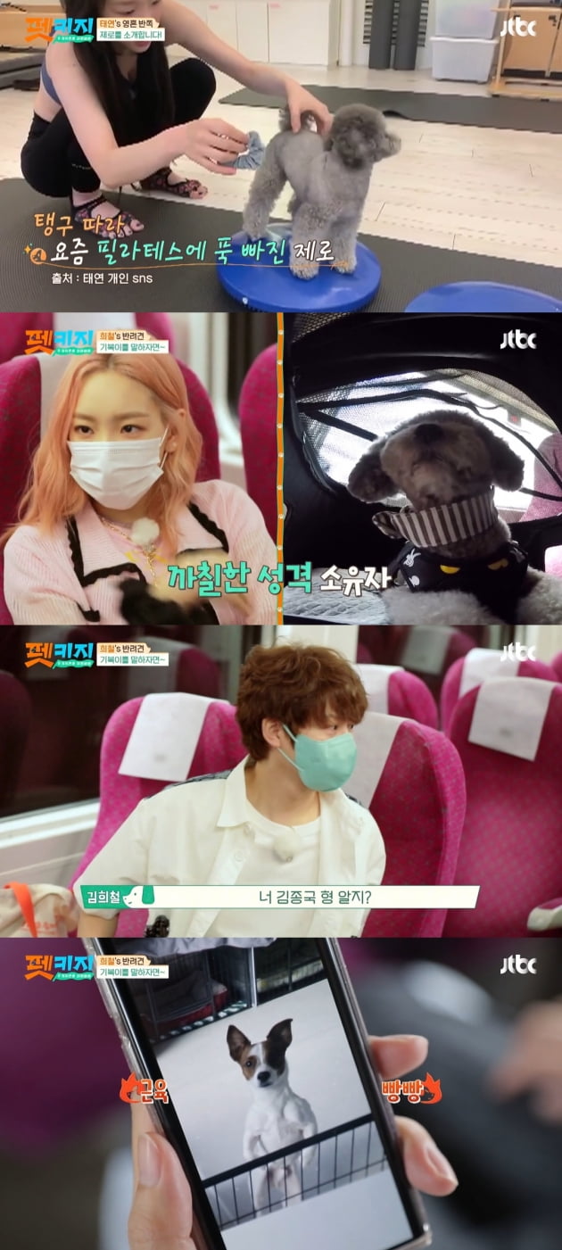 /사진=JTBC '개취존중 여행배틀 - 펫키지' 방송화면