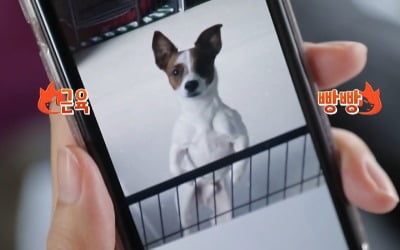 [TEN 리뷰] '펫키지' 김희철, 반려견 기복이=견종국? 탄탄한 근육에 태연 '깜짝'