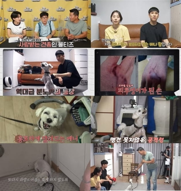 '개는 훌륭하다' / 사진 = KBS 제공