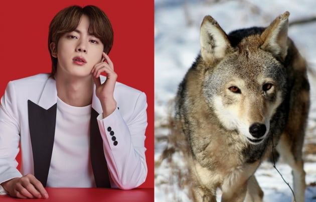 방탄소년단 진의 이름으로 멸종위기의 ‘붉은늑대’ 보호 나선 팬들