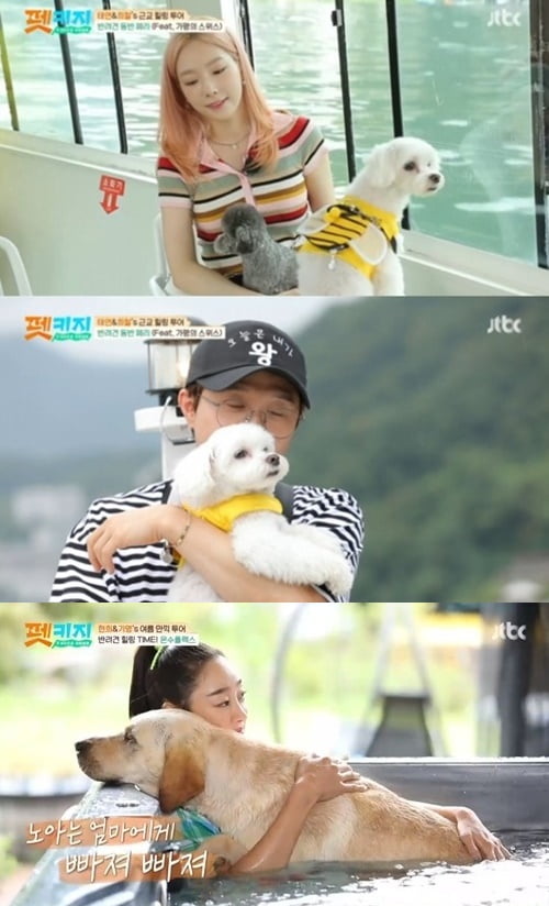 '펫키지' / 사진=JTBC 캡처