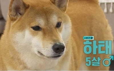 강형욱, "시바견 공격에 13개월 아기 위험"→촬영 중단…母 보호자, 손가락 잘릴 뻔 ('개훌륭')