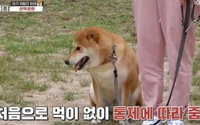 '개훌륭' 녹화 중단 그후…아기 공격하는 시바견과 "같이 살겠다" [종합]