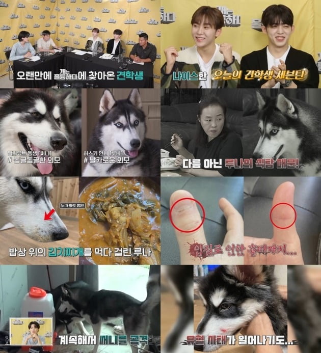 사진제공=KBS2 ‘개는 훌륭하다’
