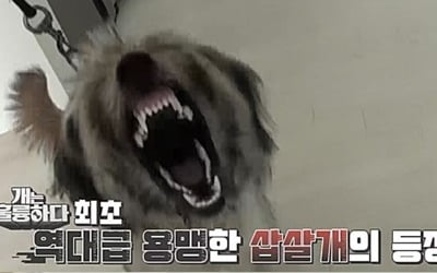 '개훌륭' 최초 삽살개 등장…으르렁+입질에 '테스트 중단' 사태