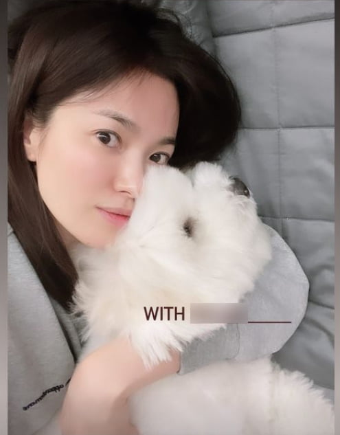 송혜교, 민낯이 이렇게 예쁠 일...반려견 보다 하얀 피부[TEN★]