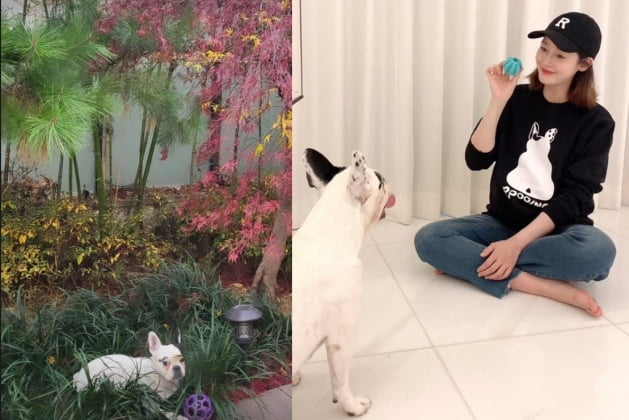 '쌍둥이 임신' 성유리, 반려견과 산책...어마어마한 마당크기[TEN★]