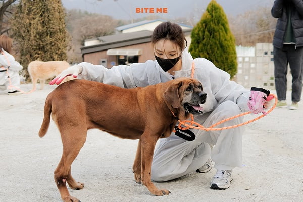 신세경 바잇미와 손잡고 유기 동물 위한 봉사활동