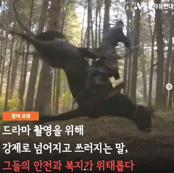 사진=동물자유연대 공식 인스타그램