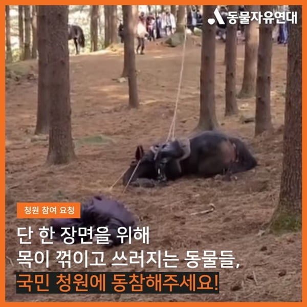 동물자유연대 / 사진 = 동물자유연대 블로그 캡처