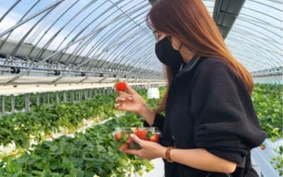 '백종원♥' 소유진, 눈썰매 탈 땐 D사 명품룩…딸기농장 갈 땐  시크룩 [TEN★]
