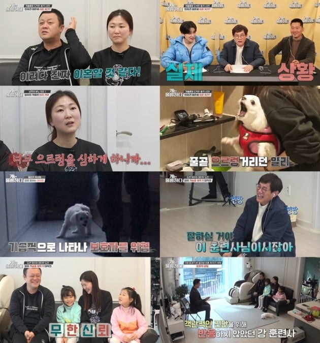 사진제공=KBS2 ‘개는 훌륭하다’