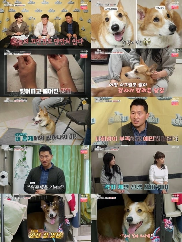 사진=KBS2 ‘개는 훌륭하다’ 방송 화면 캡처