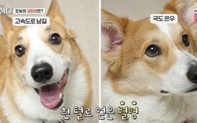 웰시코기 '남길', 모녀 보호자에 입질…강형욱, "소유욕에 의한 공격성" ('개훌륭')