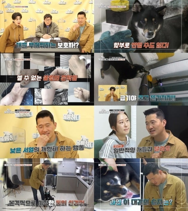 사진제공=KBS2 ‘개는 훌륭하다’
