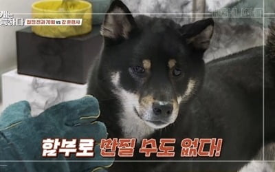 강형욱, 입질 전과 70범 시바견…"보호자를 서열 낮은 개라고 생각" ('개훌륭')