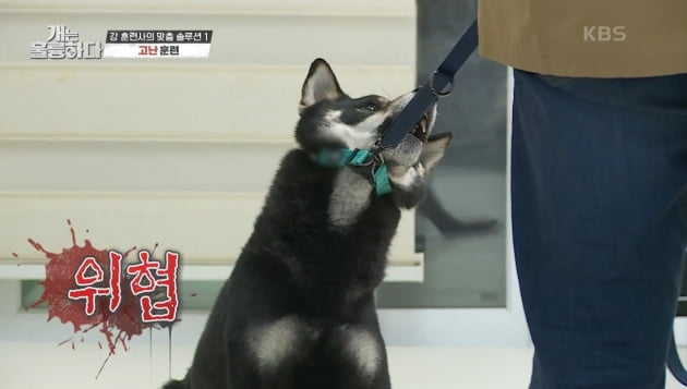 [종합] 강형욱, 물린 횟수만 70번…'역대급' 고민견과 대치 ('개훌륭')