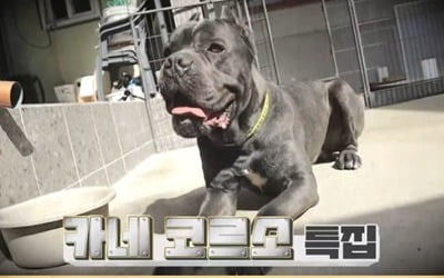 "크게 다칠 수 있어" 이경규X허영지, 사람에게 달려드는 카네코르소에 '움찔' ('개훌륭')